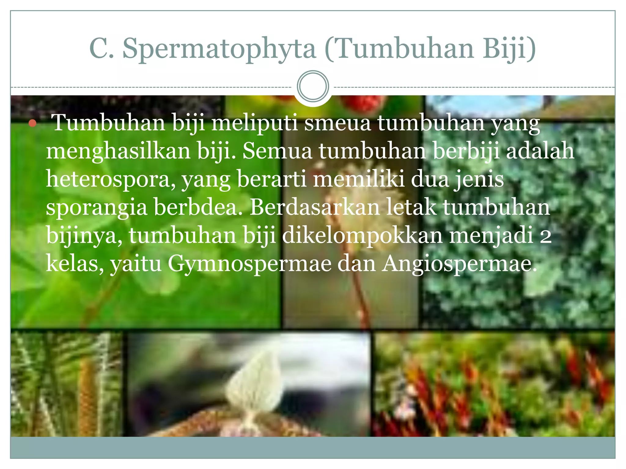 C. Spermatophyta (Tumbuhan Biji)

 Tumbuhan biji meliputi smeua tumbuhan yang
 menghasilkan biji. Semua tumbuhan berbiji adalah
 heterospora, yang berarti memiliki dua jenis
 sporangia berbdea. Berdasarkan letak tumbuhan
 bijinya, tumbuhan biji dikelompokkan menjadi 2
 kelas, yaitu Gymnospermae dan Angiospermae.
 