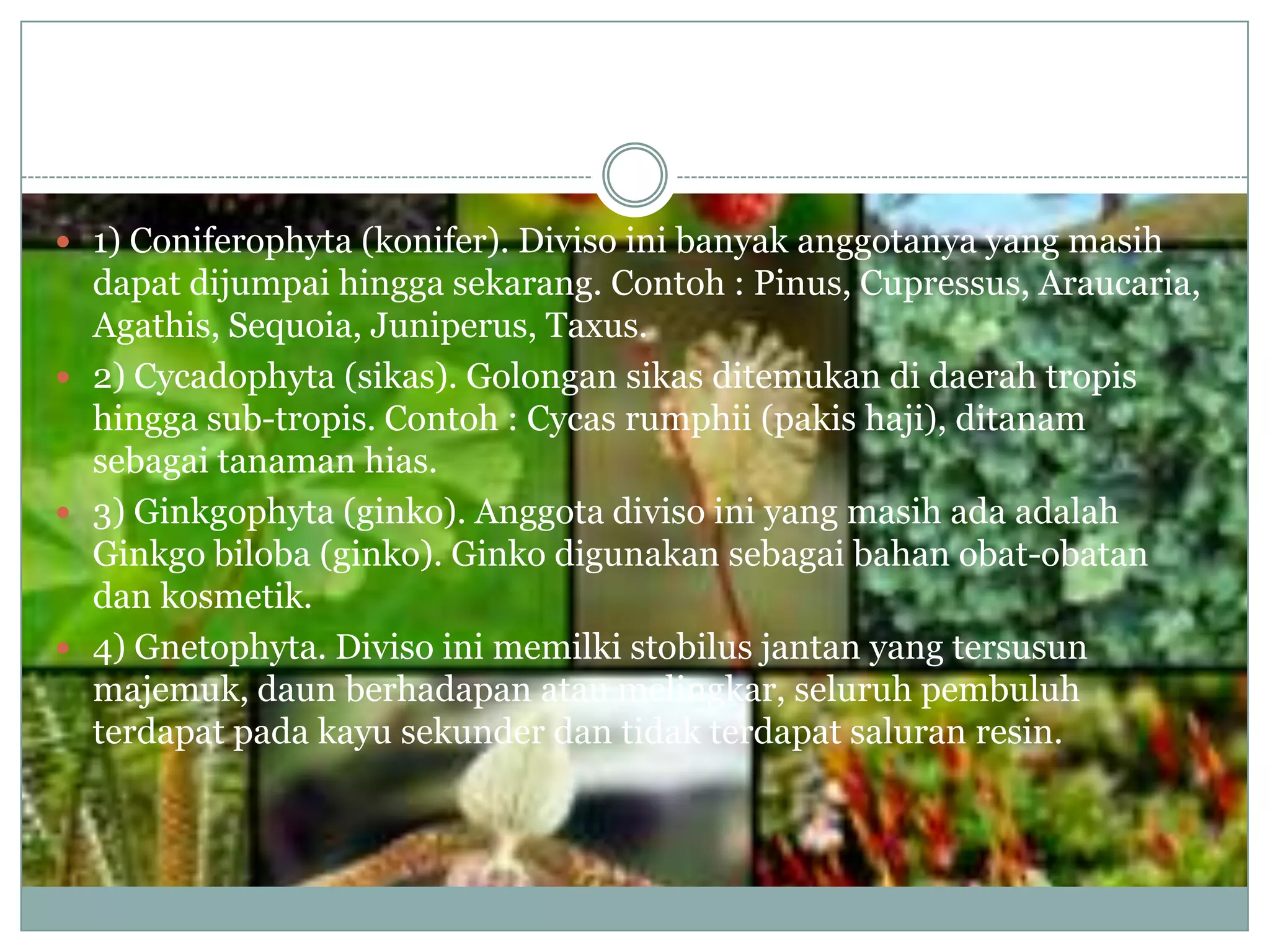  1) Coniferophyta (konifer). Diviso ini banyak anggotanya yang masih
  dapat dijumpai hingga sekarang. Contoh : Pinus, Cupressus, Araucaria,
  Agathis, Sequoia, Juniperus, Taxus.
 2) Cycadophyta (sikas). Golongan sikas ditemukan di daerah tropis
  hingga sub-tropis. Contoh : Cycas rumphii (pakis haji), ditanam
  sebagai tanaman hias.
 3) Ginkgophyta (ginko). Anggota diviso ini yang masih ada adalah
  Ginkgo biloba (ginko). Ginko digunakan sebagai bahan obat-obatan
  dan kosmetik.
 4) Gnetophyta. Diviso ini memilki stobilus jantan yang tersusun
  majemuk, daun berhadapan atau melingkar, seluruh pembuluh
  terdapat pada kayu sekunder dan tidak terdapat saluran resin.
 