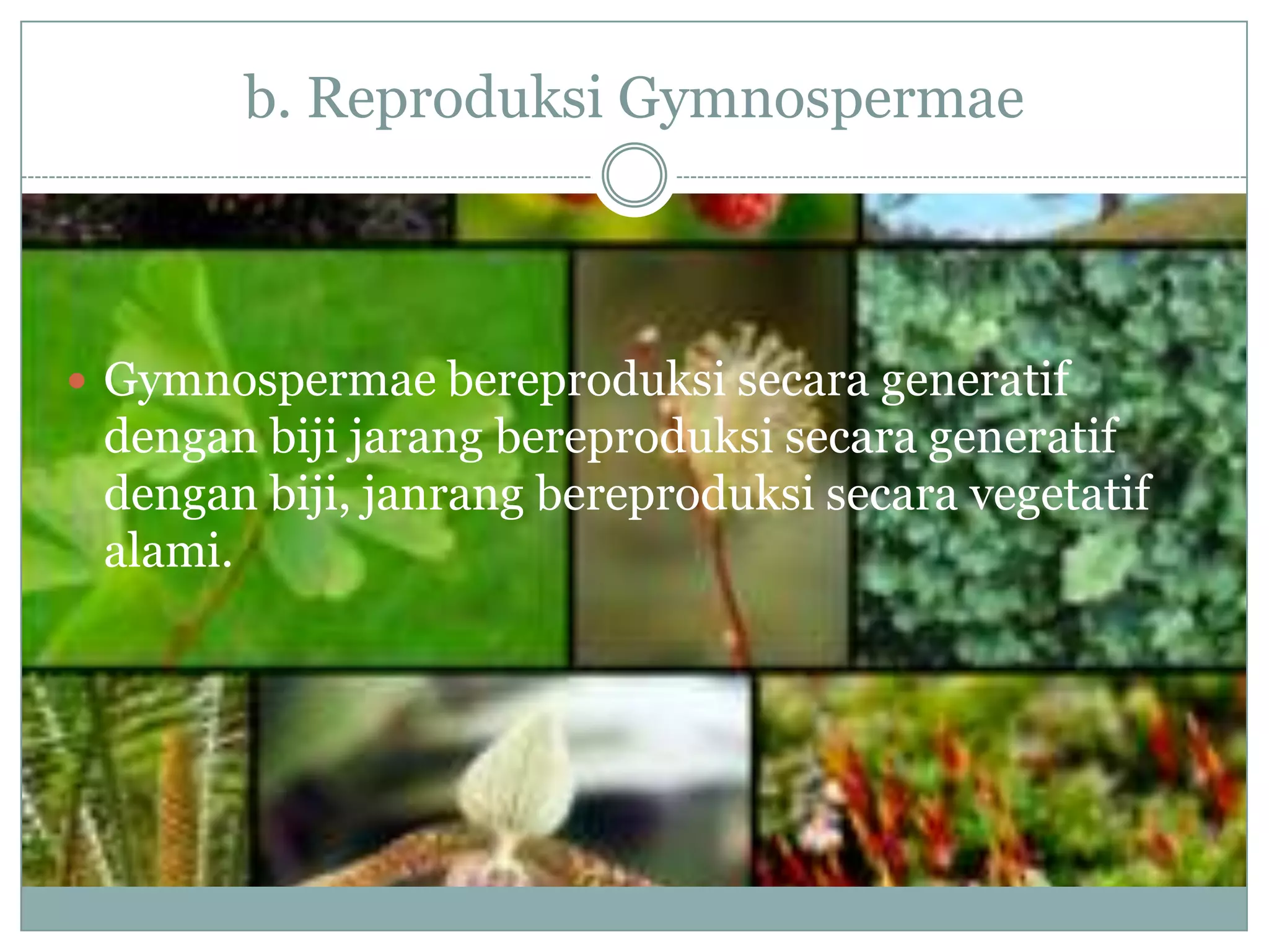 b. Reproduksi Gymnospermae



 Gymnospermae bereproduksi secara generatif
 dengan biji jarang bereproduksi secara generatif
 dengan biji, janrang bereproduksi secara vegetatif
 alami.
 