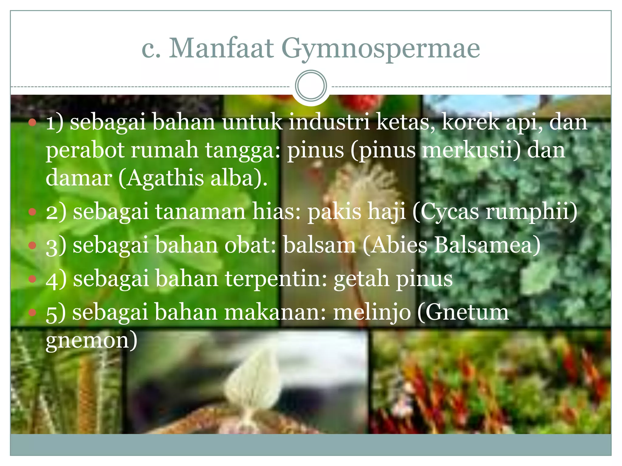 c. Manfaat Gymnospermae

 1) sebagai bahan untuk industri ketas, korek api, dan
    perabot rumah tangga: pinus (pinus merkusii) dan
    damar (Agathis alba).
   2) sebagai tanaman hias: pakis haji (Cycas rumphii)
   3) sebagai bahan obat: balsam (Abies Balsamea)
   4) sebagai bahan terpentin: getah pinus
   5) sebagai bahan makanan: melinjo (Gnetum
    gnemon)
 