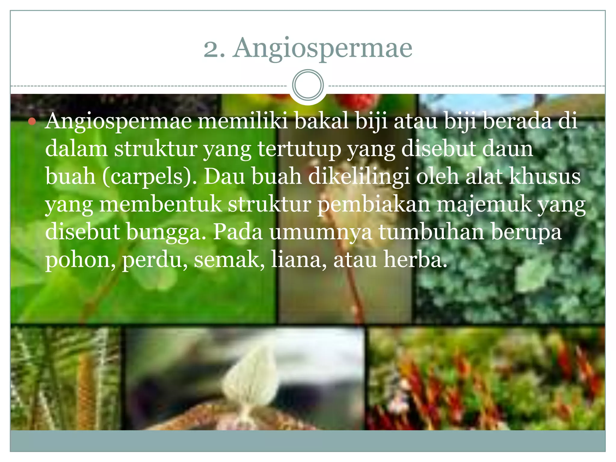 2. Angiospermae

 Angiospermae memiliki bakal biji atau biji berada di
 dalam struktur yang tertutup yang disebut daun
 buah (carpels). Dau buah dikelilingi oleh alat khusus
 yang membentuk struktur pembiakan majemuk yang
 disebut bungga. Pada umumnya tumbuhan berupa
 pohon, perdu, semak, liana, atau herba.
 