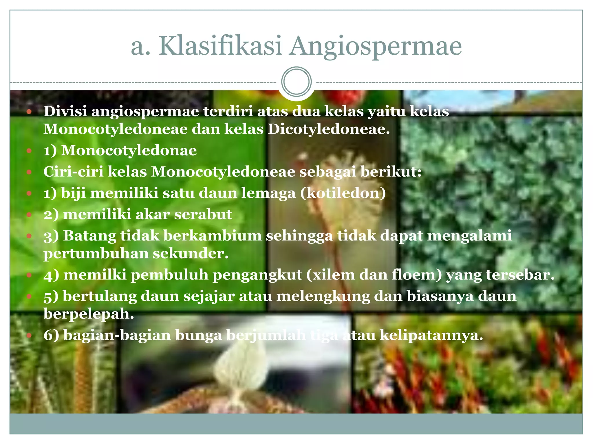 a. Klasifikasi Angiospermae

 Divisi angiospermae terdiri atas dua kelas yaitu kelas
    Monocotyledoneae dan kelas Dicotyledoneae.
   1) Monocotyledonae
   Ciri-ciri kelas Monocotyledoneae sebagai berikut:
   1) biji memiliki satu daun lemaga (kotiledon)
   2) memiliki akar serabut
   3) Batang tidak berkambium sehingga tidak dapat mengalami
    pertumbuhan sekunder.
   4) memilki pembuluh pengangkut (xilem dan floem) yang tersebar.
   5) bertulang daun sejajar atau melengkung dan biasanya daun
    berpelepah.
   6) bagian-bagian bunga berjumlah tiga atau kelipatannya.
 