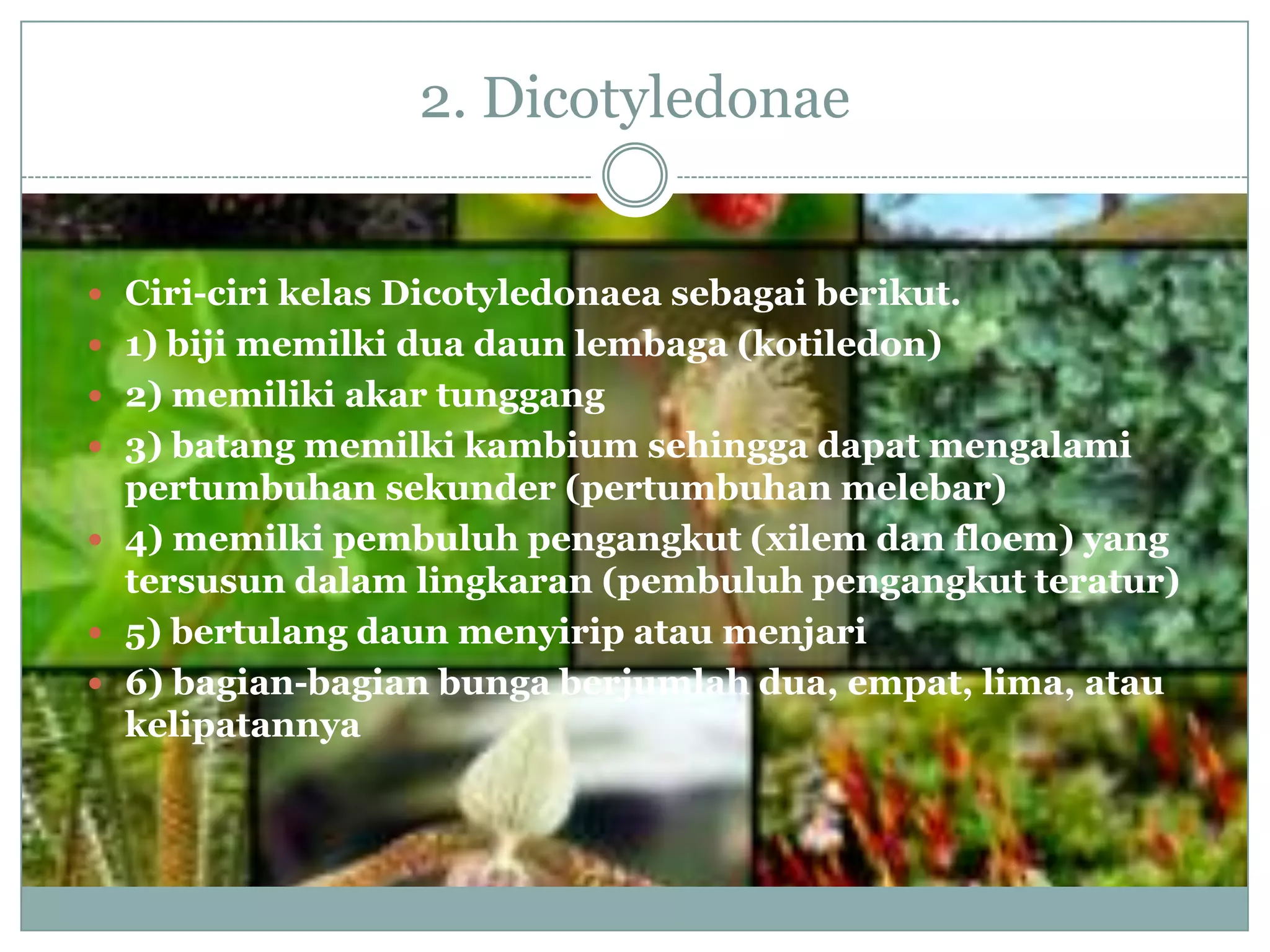 2. Dicotyledonae


 Ciri-ciri kelas Dicotyledonaea sebagai berikut.
 1) biji memilki dua daun lembaga (kotiledon)
 2) memiliki akar tunggang
 3) batang memilki kambium sehingga dapat mengalami
  pertumbuhan sekunder (pertumbuhan melebar)
 4) memilki pembuluh pengangkut (xilem dan floem) yang
  tersusun dalam lingkaran (pembuluh pengangkut teratur)
 5) bertulang daun menyirip atau menjari
 6) bagian-bagian bunga berjumlah dua, empat, lima, atau
  kelipatannya
 
