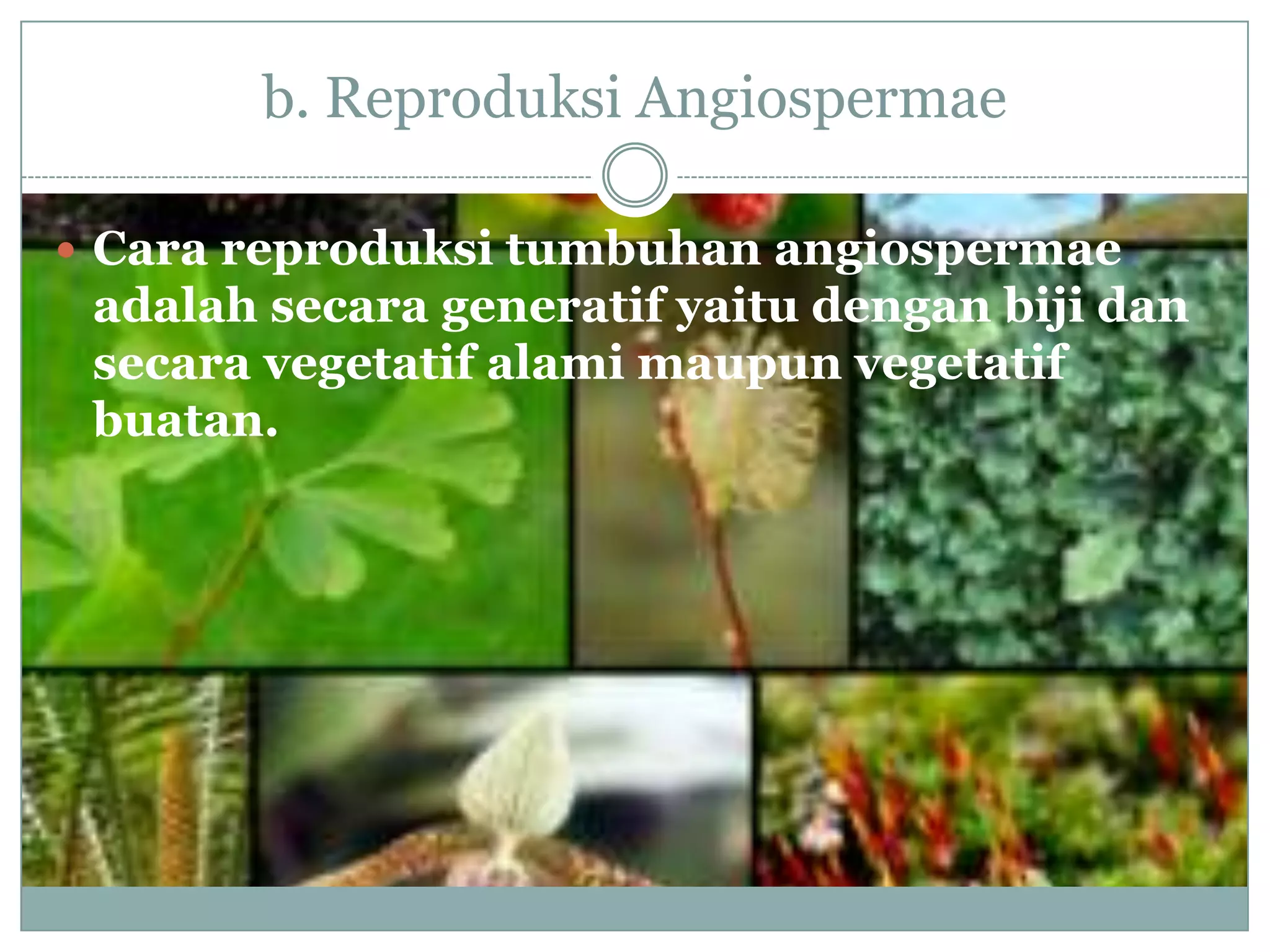 b. Reproduksi Angiospermae

 Cara reproduksi tumbuhan angiospermae
 adalah secara generatif yaitu dengan biji dan
 secara vegetatif alami maupun vegetatif
 buatan.
 