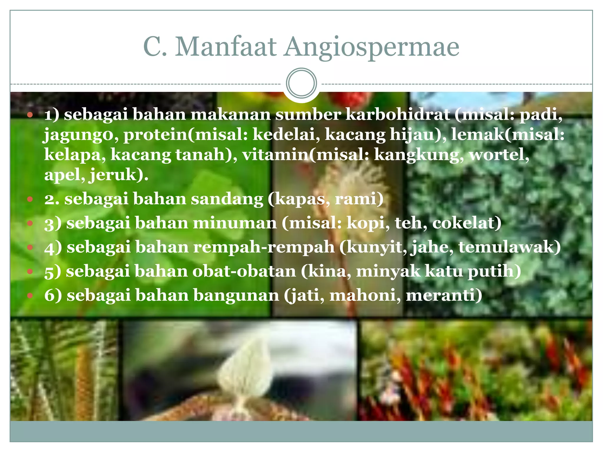C. Manfaat Angiospermae

 1) sebagai bahan makanan sumber karbohidrat (misal: padi,
    jagung0, protein(misal: kedelai, kacang hijau), lemak(misal:
    kelapa, kacang tanah), vitamin(misal: kangkung, wortel,
    apel, jeruk).
   2. sebagai bahan sandang (kapas, rami)
   3) sebagai bahan minuman (misal: kopi, teh, cokelat)
   4) sebagai bahan rempah-rempah (kunyit, jahe, temulawak)
   5) sebagai bahan obat-obatan (kina, minyak katu putih)
   6) sebagai bahan bangunan (jati, mahoni, meranti)
 