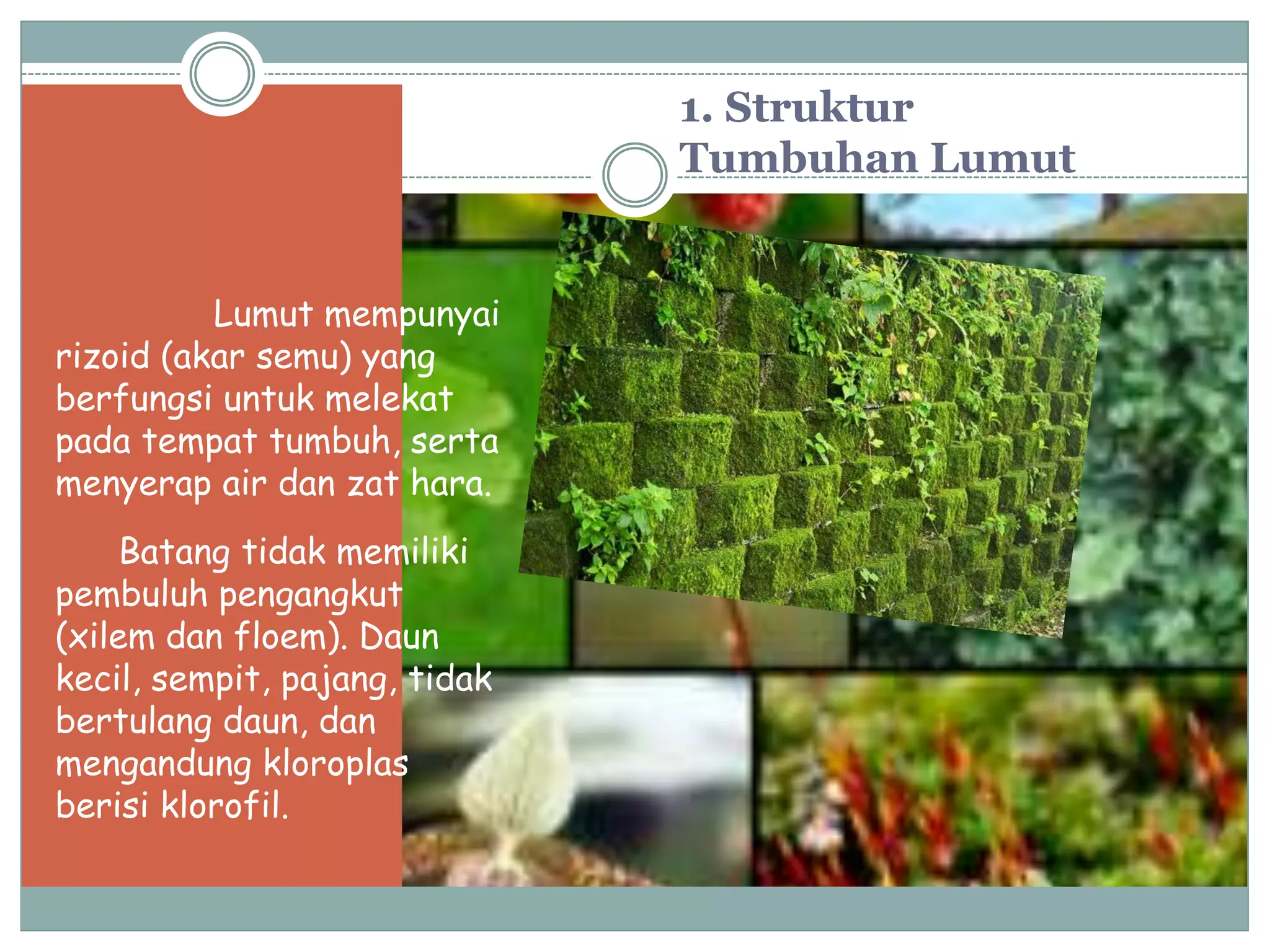 1. Struktur
                               Tumbuhan Lumut


          Lumut mempunyai
rizoid (akar semu) yang
berfungsi untuk melekat
pada tempat tumbuh, serta
menyerap air dan zat hara.
     Batang tidak memiliki
pembuluh pengangkut
(xilem dan floem). Daun
kecil, sempit, pajang, tidak
bertulang daun, dan
mengandung kloroplas
berisi klorofil.
 