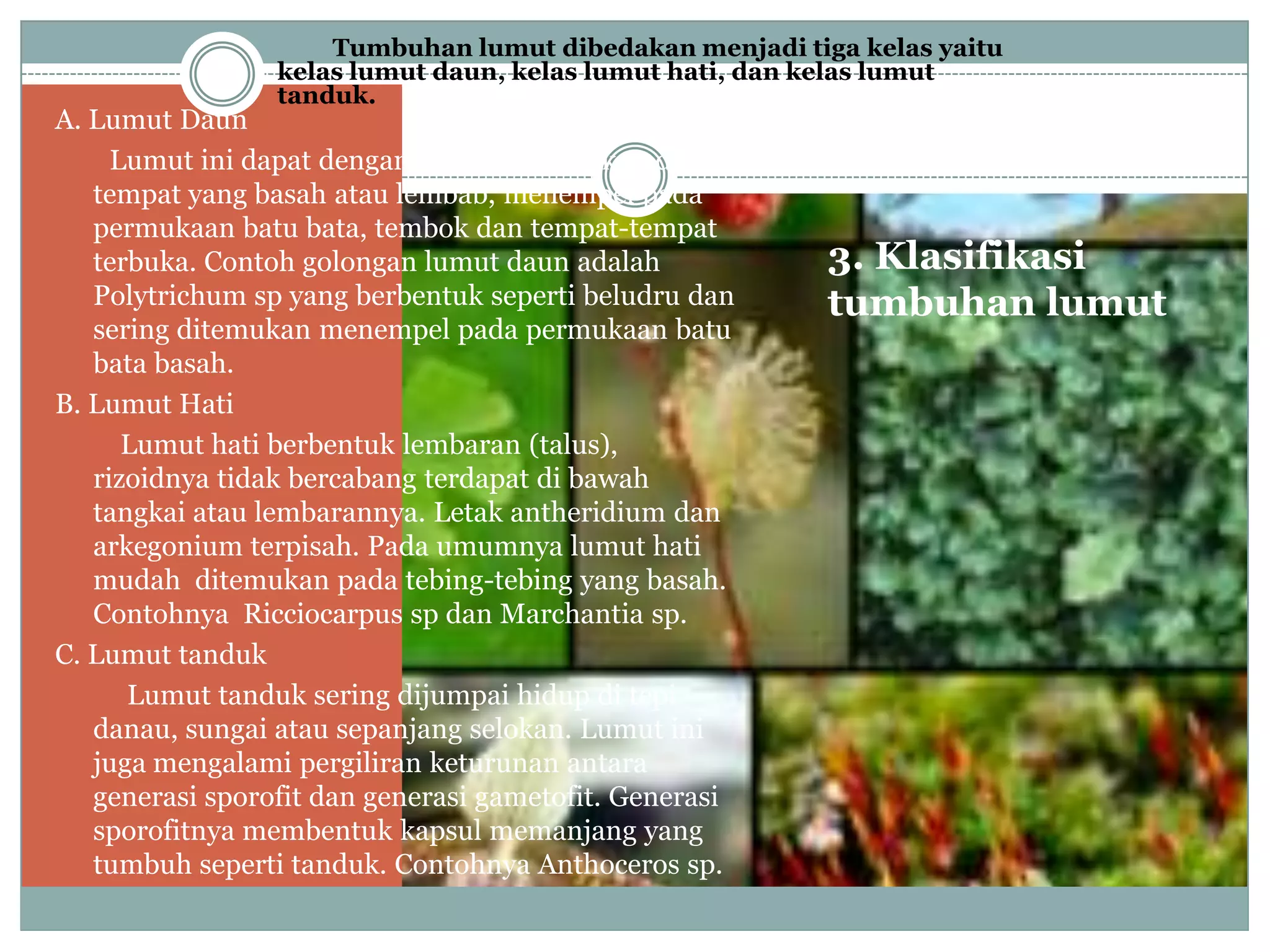 Tumbuhan lumut dibedakan menjadi tiga kelas yaitu
                 kelas lumut daun, kelas lumut hati, dan kelas lumut
                 tanduk.
A. Lumut Daun
     Lumut ini dapat dengan mudah ditemukan di
   tempat yang basah atau lembab, menempel pada
   permukaan batu bata, tembok dan tempat-tempat
   terbuka. Contoh golongan lumut daun adalah            3. Klasifikasi
   Polytrichum sp yang berbentuk seperti beludru dan     tumbuhan lumut
   sering ditemukan menempel pada permukaan batu
   bata basah.
B. Lumut Hati
      Lumut hati berbentuk lembaran (talus),
   rizoidnya tidak bercabang terdapat di bawah
   tangkai atau lembarannya. Letak antheridium dan
   arkegonium terpisah. Pada umumnya lumut hati
   mudah ditemukan pada tebing-tebing yang basah.
   Contohnya Ricciocarpus sp dan Marchantia sp.
C. Lumut tanduk
      Lumut tanduk sering dijumpai hidup di tepi
   danau, sungai atau sepanjang selokan. Lumut ini
   juga mengalami pergiliran keturunan antara
   generasi sporofit dan generasi gametofit. Generasi
   sporofitnya membentuk kapsul memanjang yang
   tumbuh seperti tanduk. Contohnya Anthoceros sp.
 