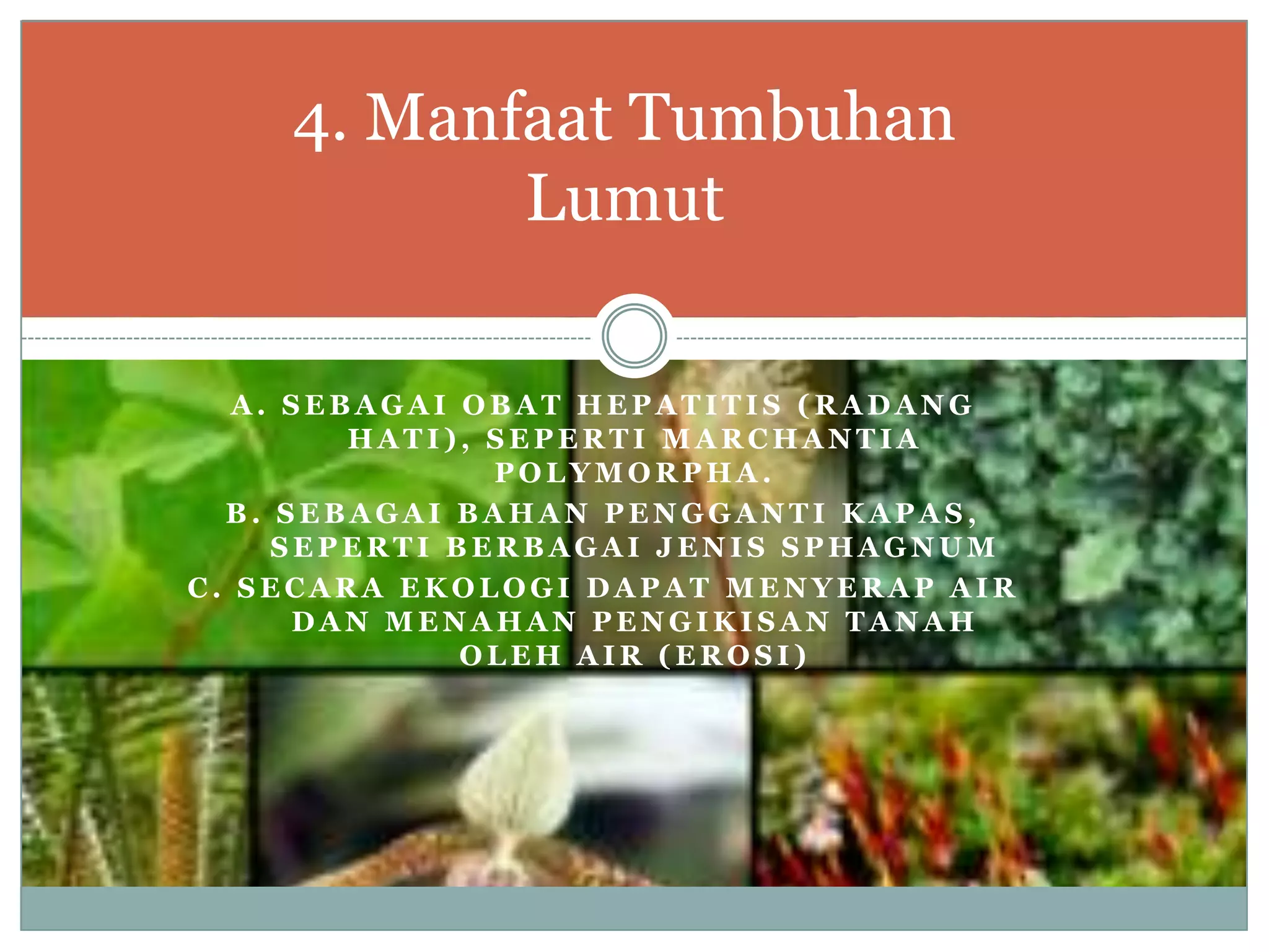 4. Manfaat Tumbuhan
           Lumut

   A. SEBAGAI OBAT HEPATITIS (RADANG
         HATI), SEPERTI MARCHANTIA
                POLYMORPHA.
  B. SEBAGAI BAHAN PENGGANTI KAPAS,
     SEPERTI BERBAGAI JENIS SPHAGNUM
C. SECARA EKOLOGI DAPAT MENYERAP AIR
      DAN MENAHAN PENGIKISAN TANAH
              OLEH AIR (EROSI)
 