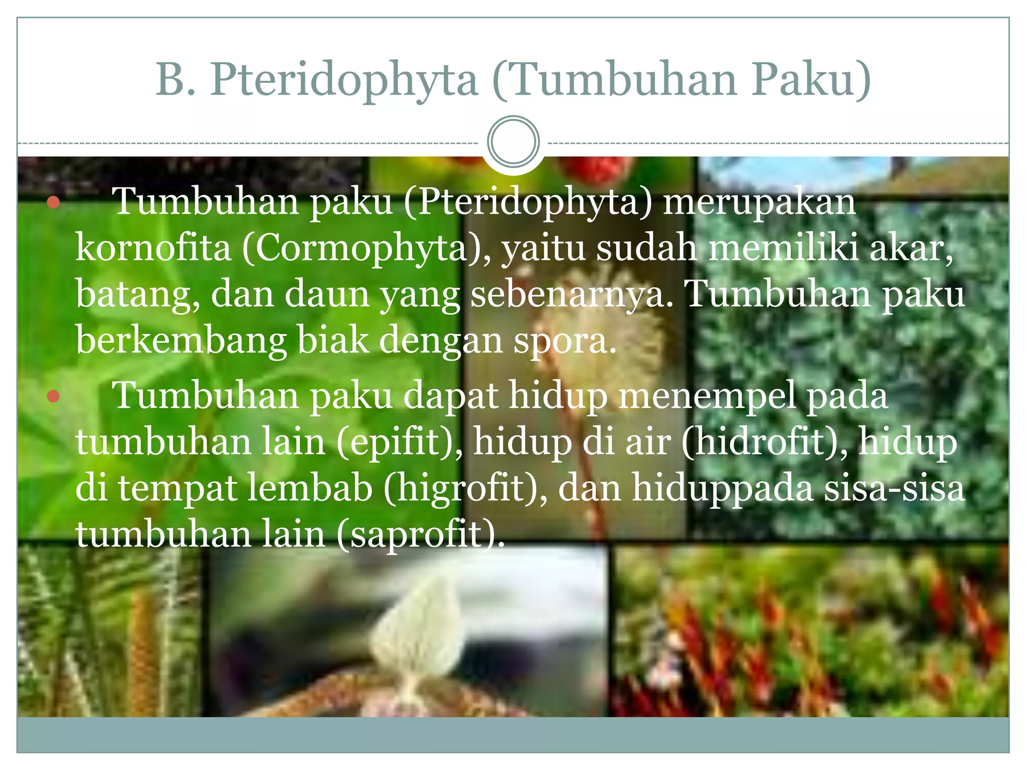B. Pteridophyta (Tumbuhan Paku)

   Tumbuhan paku (Pteridophyta) merupakan
  kornofita (Cormophyta), yaitu sudah memiliki akar,
  batang, dan daun yang sebenarnya. Tumbuhan paku
  berkembang biak dengan spora.
   Tumbuhan paku dapat hidup menempel pada
  tumbuhan lain (epifit), hidup di air (hidrofit), hidup
  di tempat lembab (higrofit), dan hiduppada sisa-sisa
  tumbuhan lain (saprofit).
 