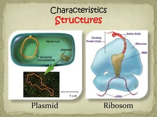 Plasmid   Ribosom
 