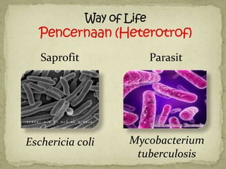Saprofit          Parasit




Eschericia coli   Mycobacterium
                   tuberculosis
 