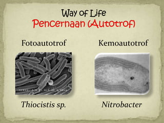 Fotoautotrof     Kemoautotrof




Thiocistis sp.   Nitrobacter
 