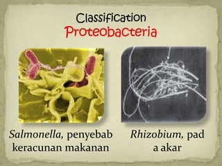 Salmonella, penyebab   Rhizobium, pad
 keracunan makanan         a akar
 