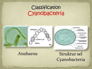Anabaena    Struktur sel
           Cyanobacteria
 