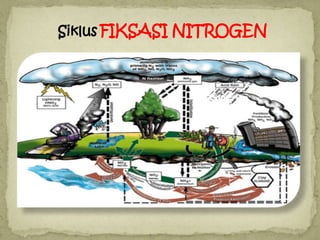 Siklus FIKSASI NITROGEN
 
