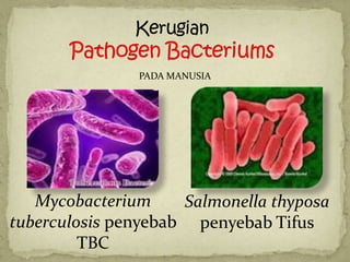 PADA MANUSIA




   Mycobacterium     Salmonella thyposa
tuberculosis penyebab penyebab Tifus
         TBC
 