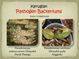 PADA TUMBUHAN




     Pseudomonas          Pseudomonas cattleyae
solanacearum (Penyakit        (Penyakit pada
     Darah Pisang)               Anggrek)
 