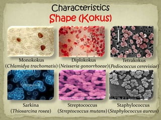 Monokokus               Diplokokus             Tetrakokus
(Chlamidya trachomatis) (Neisseria gonorrhoeae)(Pediococcus cerevisiae)




        Sarkina              Streptococcus         Staphylococcus
  (Thiosarcina rosea)   (Streptococcus mutans) (Staphylococcus aureus)
 