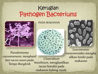 PADA MAKANAN




                                                 Leuconostoc
     Pseudomonas                            mesenteroides mengha
cocovenenans, menghasil                       silkan lendir pada
  kan racun asam pada        Clostridium
                                                   makanan
    Tempe Bongkrek    botulinum, menghasilkan
                         racun botulin pada
                       makanan kaleng rusak.
 