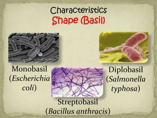 Monobasil                   Diplobasil
(Escherichia                (Salmonella
    coli)                     typhosa)
             Streptobasil
          (Bacillus anthracis)
 