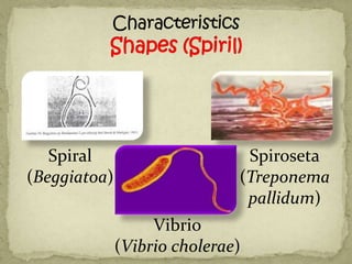 Spiral                      Spiroseta
(Beggiatoa)                   (Treponema
                               pallidum)
                   Vibrio
              (Vibrio cholerae)
 