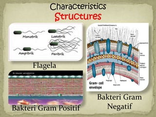 Flagela



                       Bakteri Gram
Bakteri Gram Positif     Negatif
 