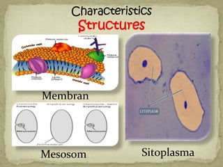 Membran
  Sel



Mesosom   Sitoplasma
 