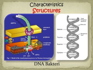 DNA Bakteri
 