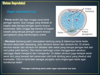 Organ reproduksi luar

• Penis terdiri dari tiga rongga yang berisi
jaringan spons. Dua rongga yang terletak di
bagian atas berupa jaringan spons korpus
kavernosa. Satu rongga lagi berada di bagian
bawah yang berupa jaringan spons korpus
spongiosum yang membungkus uretra

• Skrotum (kantung pelir) merupakan kantung yang di dalamnya berisi testis.
Skrotum berjumlah sepasang, yaitu skrotum kanan dan skrotum kiri. Di antara
skrotum kanan dan skrotum kiri dibatasi oleh sekat yang berupa jaringan ikat dan
otot polos (otot dartos). Otot dartos berfungsi untuk menggerakan skrotum
sehingga dapat mengerut dan mengendur. Di dalam skrotum juga tedapat serat-
serat otot yang berasal dari penerusan otot lurik dinding perut yang disebut otot
kremaster. Otot ini bertindak sebagai pengatur suhu lingkungan testis agar
kondisinya stabil.

                Potongan melintang penis pada organ reproduksi luar pria.
 