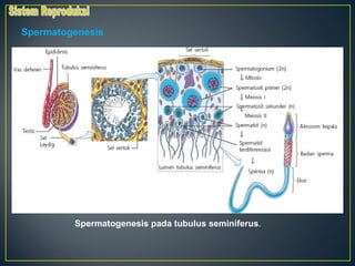 Spermatogenesis




         Spermatogenesis pada tubulus seminiferus.
 