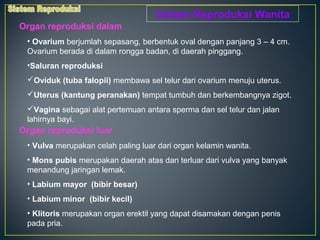 Sistem Reproduksi Wanita
Organ reproduksi dalam
 • Ovarium berjumlah sepasang, berbentuk oval dengan panjang 3 – 4 cm.
 Ovarium berada di dalam rongga badan, di daerah pinggang.
 •Saluran reproduksi
 Oviduk (tuba falopii) membawa sel telur dari ovarium menuju uterus.
 Uterus (kantung peranakan) tempat tumbuh dan berkembangnya zigot.
 Vagina sebagai alat pertemuan antara sperma dan sel telur dan jalan
 lahirnya bayi.
Organ reproduksi luar
 • Vulva merupakan celah paling luar dari organ kelamin wanita.
 • Mons pubis merupakan daerah atas dan terluar dari vulva yang banyak
 menandung jaringan lemak.
 • Labium mayor (bibir besar)
 • Labium minor (bibir kecil)
 • Klitoris merupakan organ erektil yang dapat disamakan dengan penis
 pada pria.
 