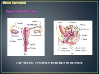 Organ reproduksi dalam




      Organ reproduksi wanita tampak dari (a) depan dan (b) samping.
 