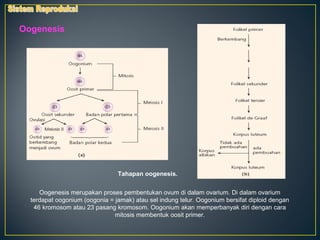 Oogenesis




                                Tahapan oogenesis.


     Oogenesis merupakan proses pembentukan ovum di dalam ovarium. Di dalam ovarium
  terdapat oogonium (oogonia = jamak) atau sel indung telur. Oogonium bersifat diploid dengan
   46 kromosom atau 23 pasang kromosom. Oogonium akan memperbanyak diri dengan cara
                               mitosis membentuk oosit primer.
 