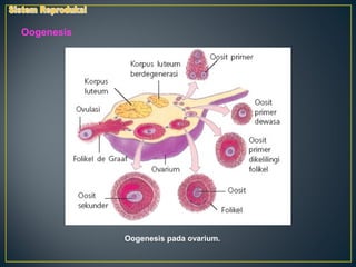 Oogenesis




            Oogenesis pada ovarium.
 