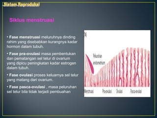 Siklus menstruasi


• Fase menstruasi meluruhnya dinding
rahim yang disebabkan kurangnya kadar
hormon dalam tubuh.
• Fase pra-ovulasi masa pembentukan
dan pematangan sel telur di ovarium
yang dipicu peningkatan kadar estrogen
dalam tubuh.
• Fase ovulasi proses keluarnya sel telur
yang matang dari ovarium.
• Fase pasca-ovulasi , masa peluruhan
sel telur bila tidak terjadi pembuahan
 
