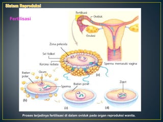 Fertilisasi




      Proses terjadinya fertilisasi di dalam oviduk pada organ reproduksi wanita.
 