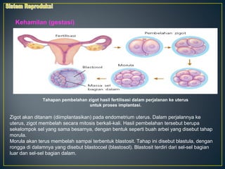 Kehamilan (gestasi)




               Tahapan pembelahan zigot hasil fertilisasi dalam perjalanan ke uterus
                                   untuk proses implantasi.

Zigot akan ditanam (diimplantasikan) pada endometrium uterus. Dalam perjalannya ke
uterus, zigot membelah secara mitosis berkali-kali. Hasil pembelahan tersebut berupa
sekelompok sel yang sama besarnya, dengan bentuk seperti buah arbei yang disebut tahap
morula.
Morula akan terus membelah sampai terbentuk blastosit. Tahap ini disebut blastula, dengan
rongga di dalamnya yang disebut blastocoel (blastosol). Blastosit terdiri dari sel-sel bagian
luar dan sel-sel bagian dalam.
 