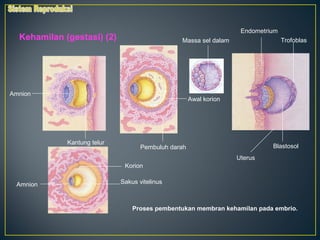 Endometrium
  Kehamilan (gestasi) (2)                       Massa sel dalam                   Trofoblas




Amnion
                                                     Awal korion




             Kantung telur
                                    Pembuluh darah                           Blastosol
                                                                   Uterus
                              Korion


 Amnion                      Sakus vitelinus



                                 Proses pembentukan membran kehamilan pada embrio.
 