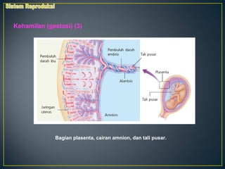Kehamilan (gestasi) (3)




              Bagian plasenta, cairan amnion, dan tali pusar.
 