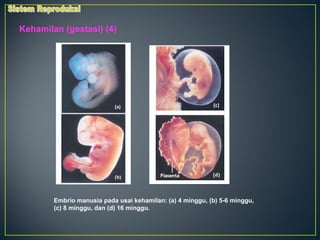 Kehamilan (gestasi) (4)




        Embrio manusia pada usai kehamilan: (a) 4 minggu, (b) 5-6 minggu,
        (c) 8 minggu, dan (d) 16 minggu.
 