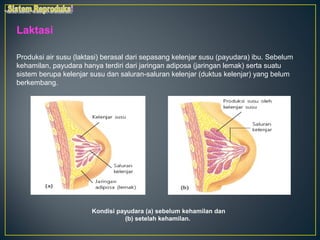 Laktasi

Produksi air susu (laktasi) berasal dari sepasang kelenjar susu (payudara) ibu. Sebelum
kehamilan, payudara hanya terdiri dari jaringan adiposa (jaringan lemak) serta suatu
sistem berupa kelenjar susu dan saluran-saluran kelenjar (duktus kelenjar) yang belum
berkembang.




                       Kondisi payudara (a) sebelum kehamilan dan
                                 (b) setelah kehamilan.
 