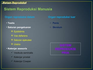 Sistem Reproduksi Manusia

Organ reproduksi dalam      Organ reproduksi luar

 • Testis                    o Penis
 • Saluran pengeluaran       o Skrotum
      Epididimis
      Vas deferens
      Saluran ejakulasi
      Uretra
                                   SISTEM
 • Kelenjar asesoris             REPRODUKSI
      Vesikula seminalis           PRIA
      Kelenjar prostat
      Kelenjar Cowper
 