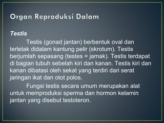 Testis
       Testis (gonad jantan) berbentuk oval dan
terletak didalam kantung pelir (skrotum). Testis
berjumlah sepasang (testes = jamak). Testis terdapat
di bagian tubuh sebelah kiri dan kanan. Testis kiri dan
kanan dibatasi oleh sekat yang terdiri dari serat
jaringan ikat dan otot polos.
       Fungsi testis secara umum merupakan alat
untuk memproduksi sperma dan hormon kelamin
jantan yang disebut testoteron.
 