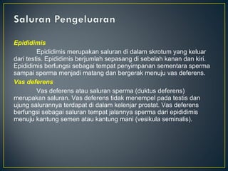 Epididimis
         Epididimis merupakan saluran di dalam skrotum yang keluar
dari testis. Epididimis berjumlah sepasang di sebelah kanan dan kiri.
Epididimis berfungsi sebagai tempat penyimpanan sementara sperma
sampai sperma menjadi matang dan bergerak menuju vas deferens.
Vas deferens
         Vas deferens atau saluran sperma (duktus deferens)
merupakan saluran. Vas deferens tidak menempel pada testis dan
ujung salurannya terdapat di dalam kelenjar prostat. Vas deferens
berfungsi sebagai saluran tempat jalannya sperma dari epididimis
menuju kantung semen atau kantung mani (vesikula seminalis).
 