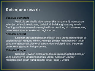 Vesikula seminalis
        Vesikula seminalis atau semen (kantung mani) merupakan
kelenjar berlekuk-lekuk yang terletak di belakang kantung kemih.
Dinding vesikula seminalis menghasilkan zkantung at makanan yang
merupakan sumber makanan bagi sperma.
Kelenjar prostat
        Kelenjar prostat melingkari bagian atas uretra dan terletak di
bagian bawah kantung kemih. Kelenjar prostat menghasilkan getah
yang mengandung kolesterol, garam dan fosfolipid yang berperan
untuk kelangsungan hidup sperma.
Kelenjar Cowper
        Kelenjar Cowper (kelenjar bulbouretra) merupakan kelenjar
yang salurannya langsung menuju uretra. Kelenjar Cowper
menghasilkan getah yang bersifat alkali (basa). Uretra
 