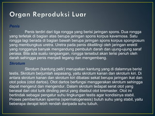Penis
`         Penis terdiri dari tiga rongga yang berisi jaringan spons. Dua rongga
yang terletak di bagian atas berupa jaringan spons korpus kavernosa. Satu
rongga lagi berada di bagian bawah berupa jaringan spons korpus spongiosum
yang membungkus uretra. Uretra pada penis dikelilingi oleh jaringan erektil
yang rongganya banyak mengandung pembuluh darah dan ujung-ujung saraf
perasa. Bila ada suatu rangsangan, rongga tersebut akan terisi penuh oleh
darah sehingga penis menjadi tegang dan mengembang.
Skrotum
          Skrotum (kantung pelir) merupakan kantung yang di dalamnya berisi
testis. Skrotum berjumlah sepasang, yaitu skrotum kanan dan skrotum kiri. Di
antara skrotum kanan dan skrotum kiri dibatasi sekat berupa jaringan ikat dan
otot polos (otot dartos). Otot dartos berfungsi menggerakan skrotum sehingga
dapat mengerut dan mengendur. Dalam skrotum tedapat serat otot yang
berasal dari otot lurik dinding perut yang disebut otot kremaster. Otot ini
bertindak sebagai pengatur suhu lingkungan testis agar kondisinya stabil.
Proses pembentukan sperma (spermatogenesis) butuh suhu yang stabil, yaitu
beberapa derajat lebih rendah daripada suhu tubuh.
 