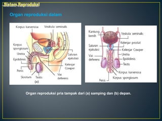 Organ reproduksi dalam




      Organ reproduksi pria tampak dari (a) samping dan (b) depan.
 