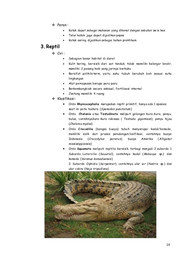 Biologi Animalia Kelas X