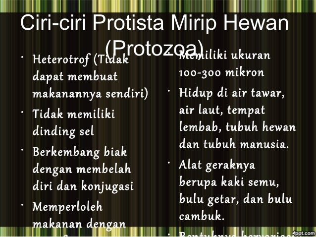 Biologi Protista