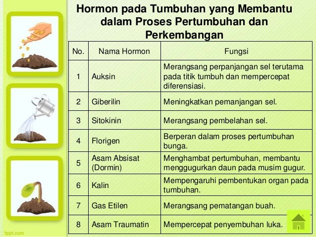 Jenis Hormon  Pada  Manusia Dan Fungsinya